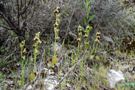 Ophrys levantina